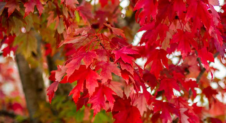 Leuchtend rote Ahornblätter im Herbst an einem Baum